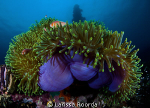 An anemone at the Truk_Shinkoku Maru. by Larissa Roorda 